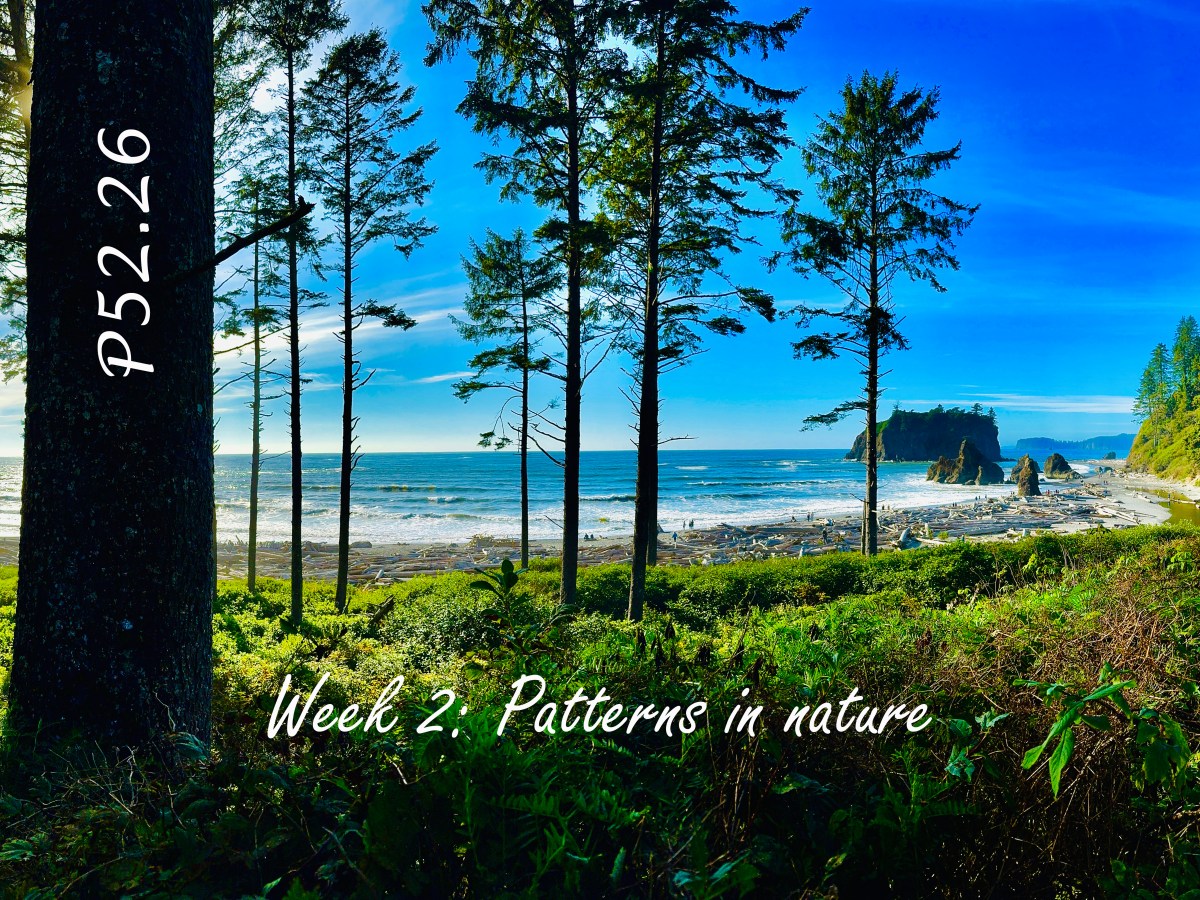 P52.26 – Week&nbsp;2